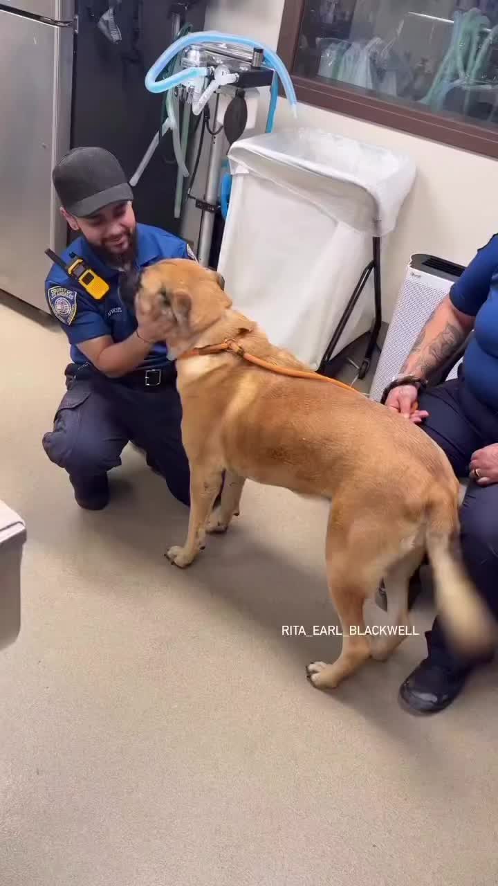 @Cane Corsos