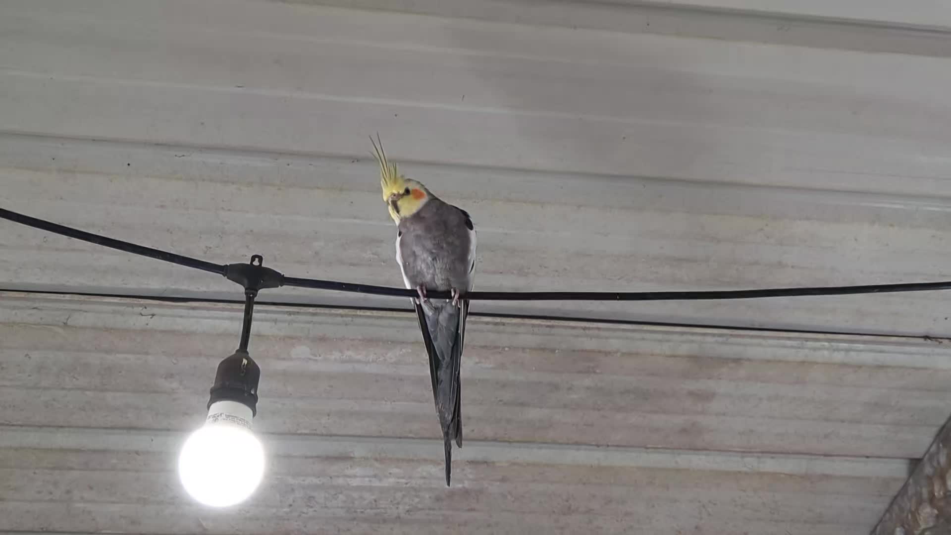 @Daybird Aviaries