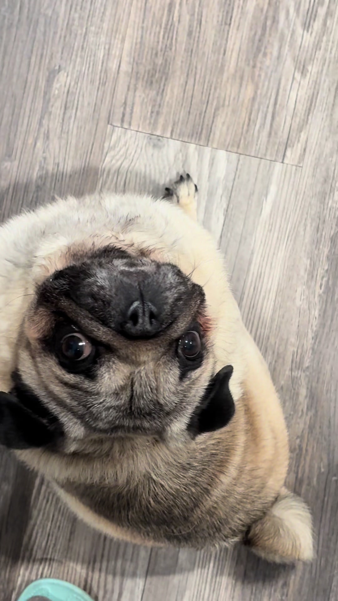 @Rocki the Pug ๐ถ