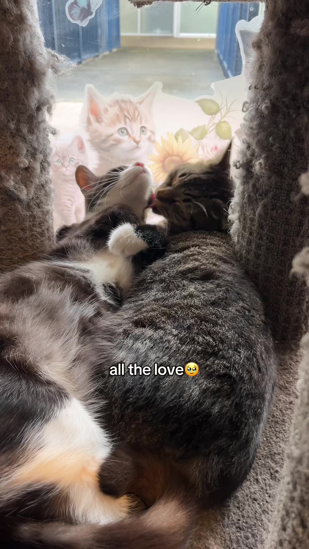@crazycatcafe
