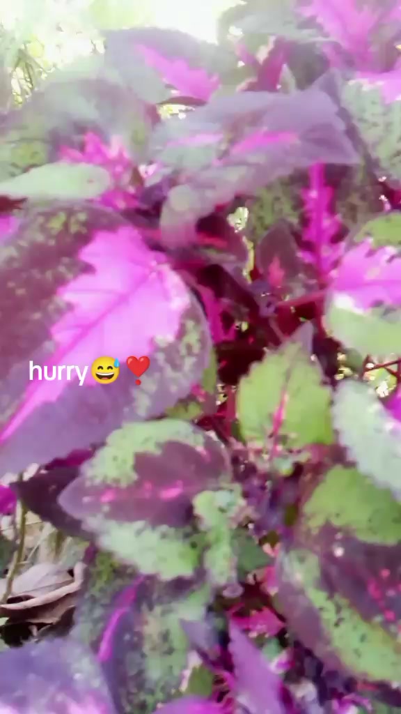 @❣️Rajita ❣️