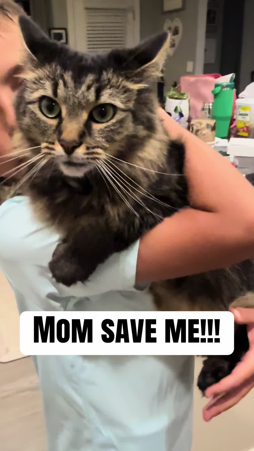 @RoxySnowballCatDrama