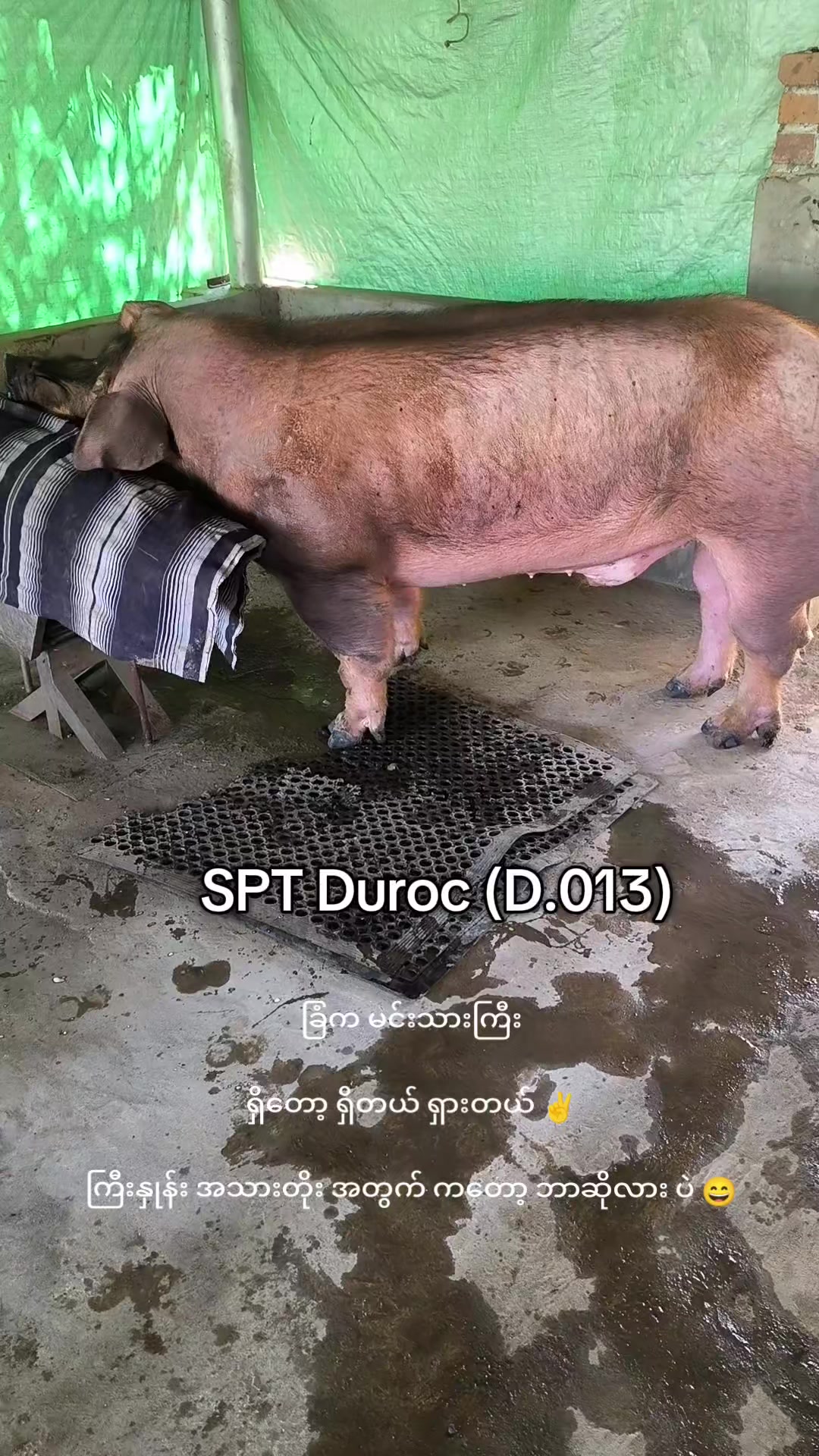 @"ရွှေဖြူးသား"၀က်မွေးမြူရေးခြံ