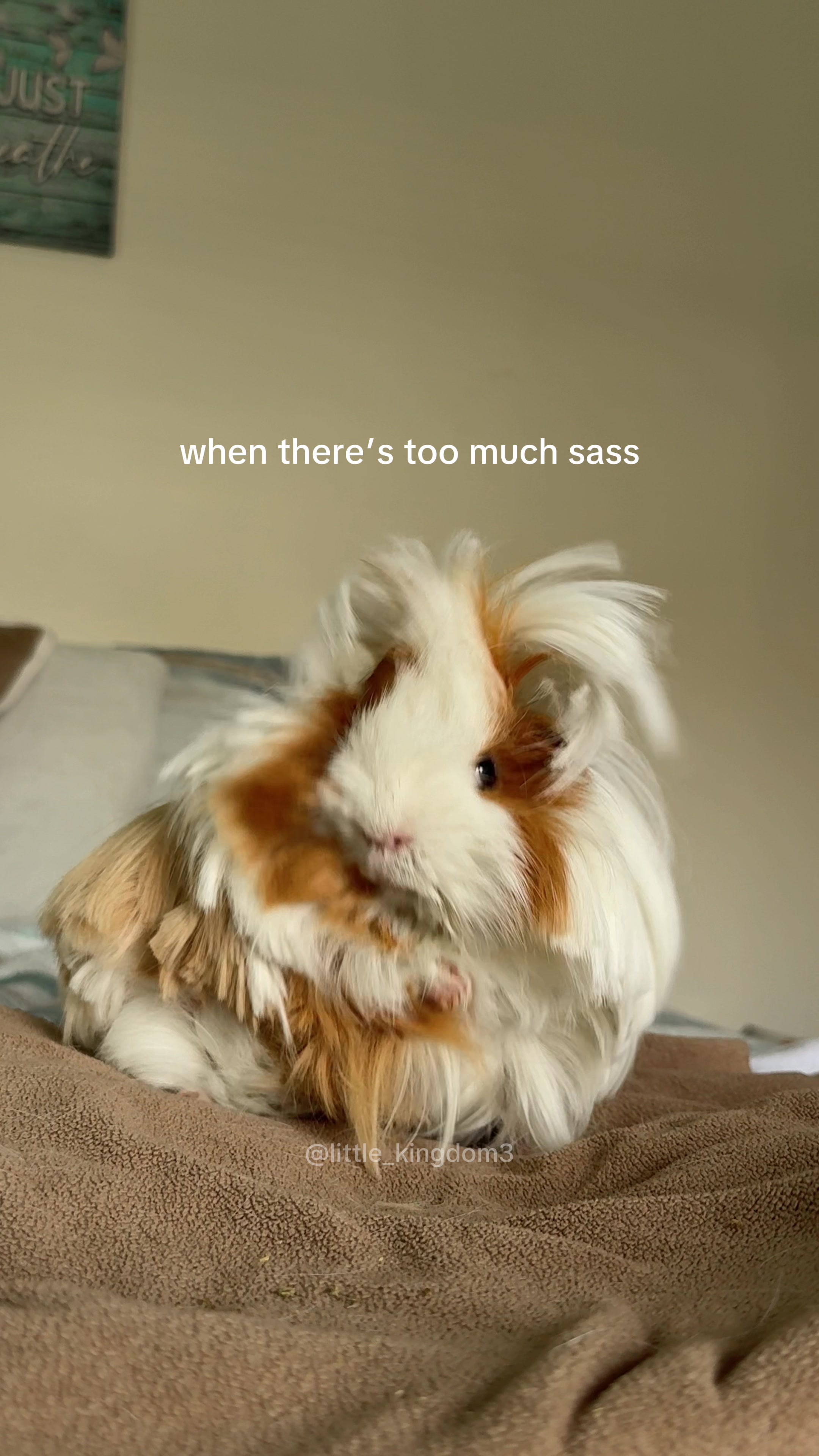 @Ashlyn 🐾