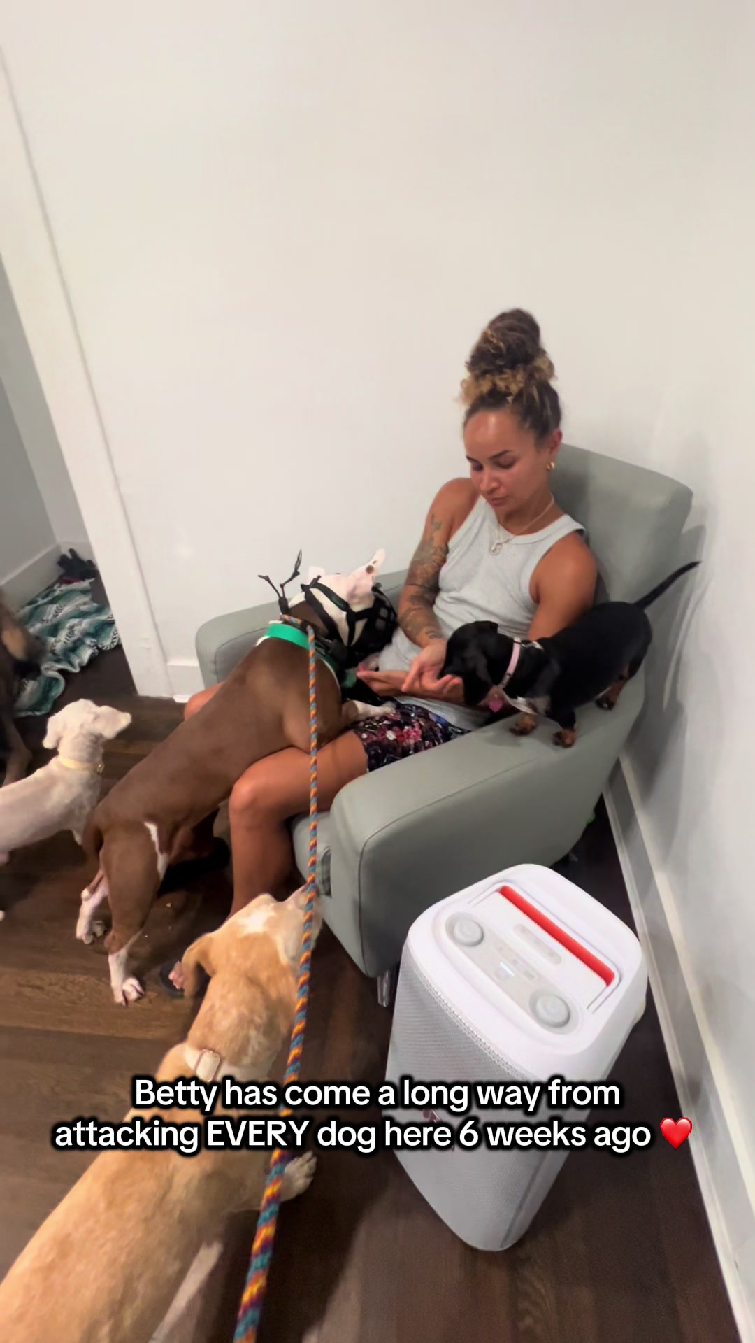 @balancedcanineacademy