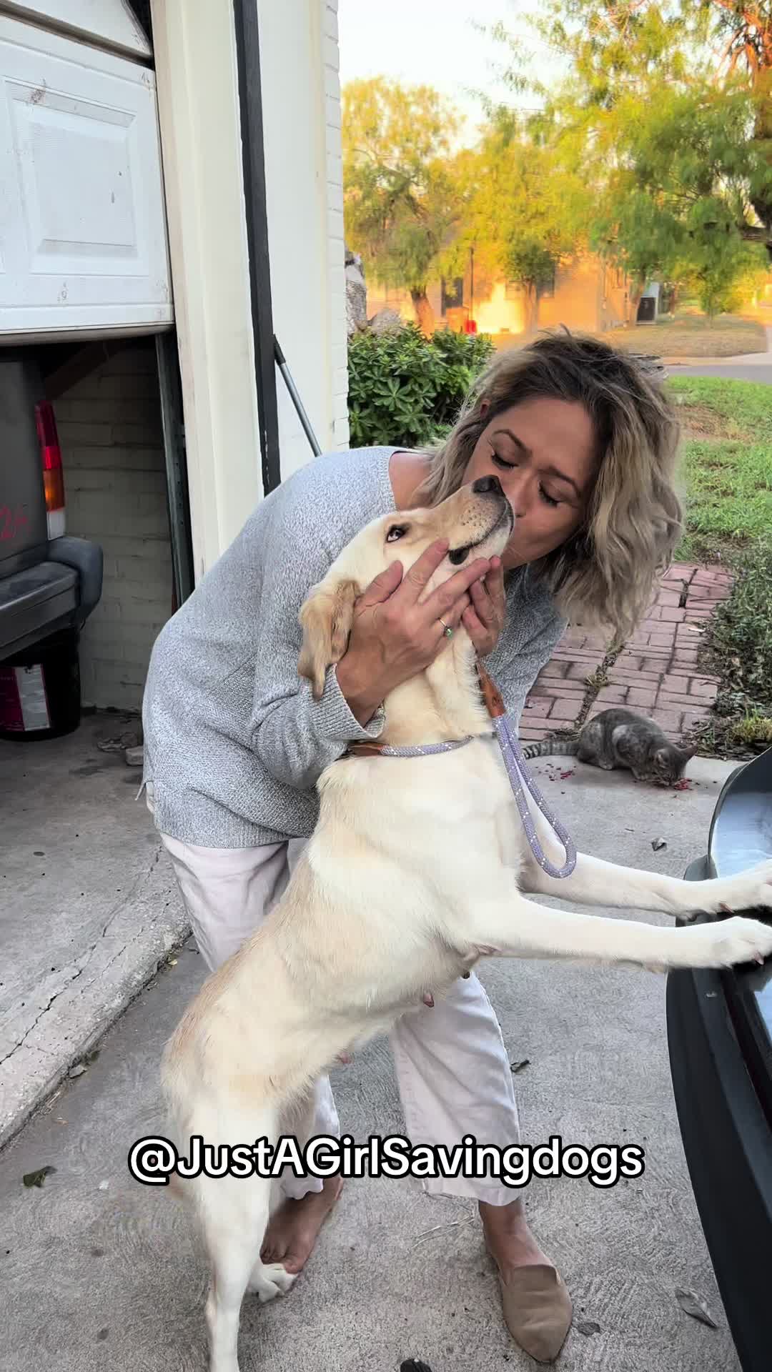 @Just A Girl Saving Dogs