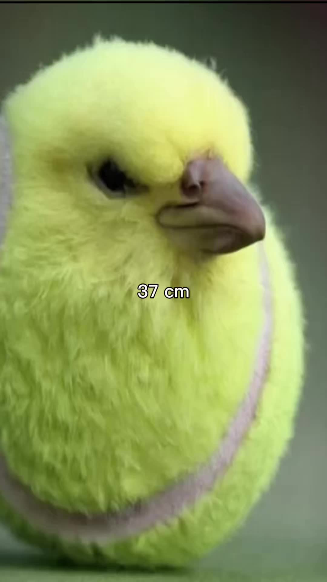 @tenis bal birb