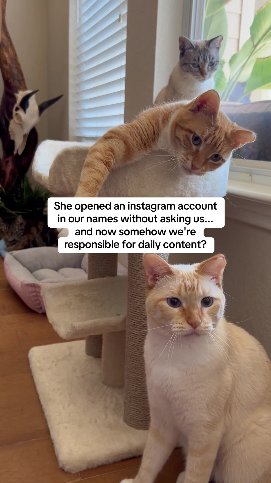 @mangosnickerskiwi