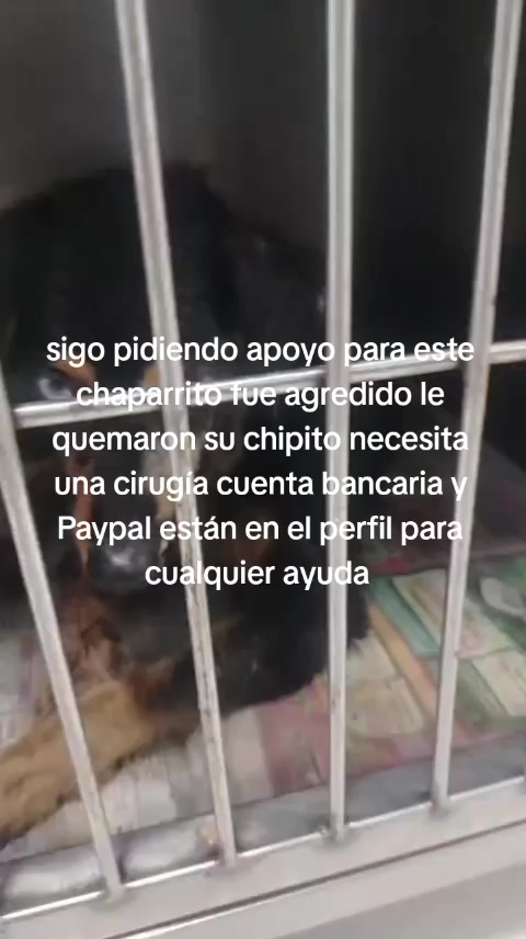 @Rescateyrefugio2