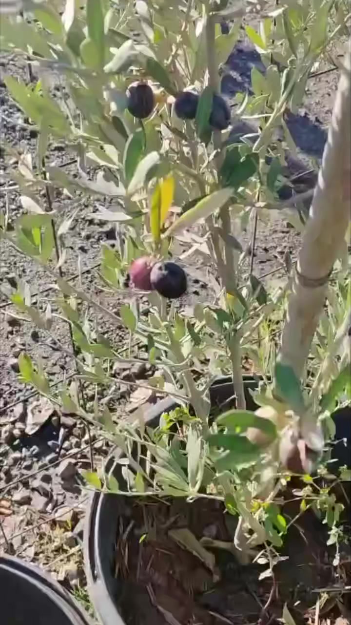 @مشتلة عبدالله
