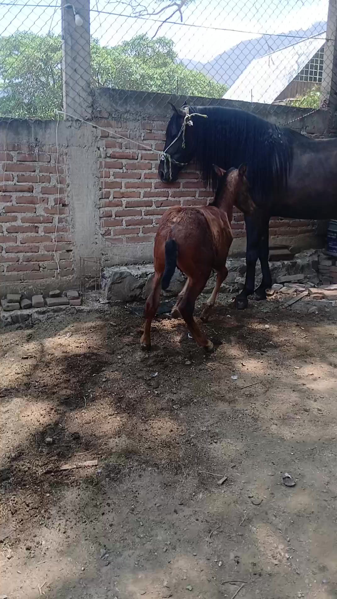 @alonsogutierresso