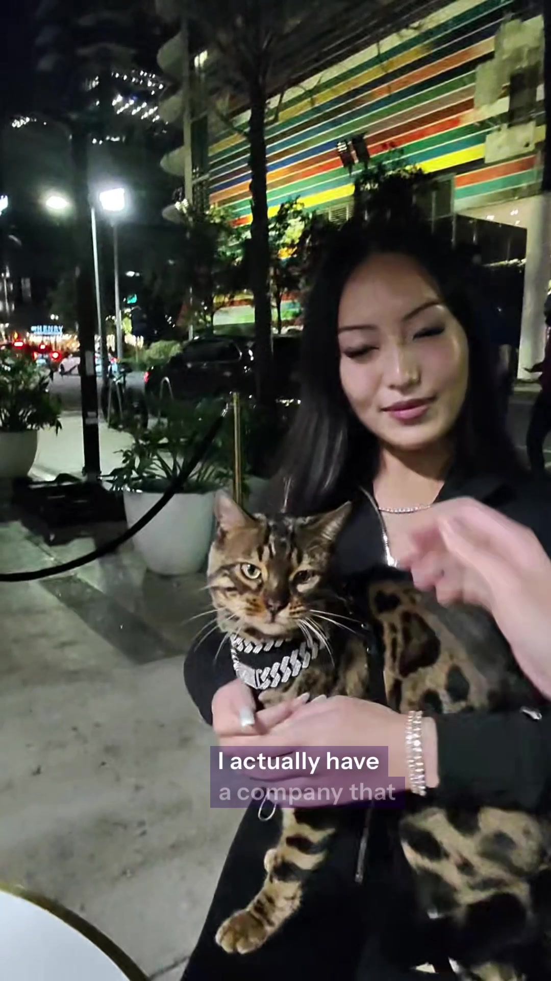 @Bengal Cats