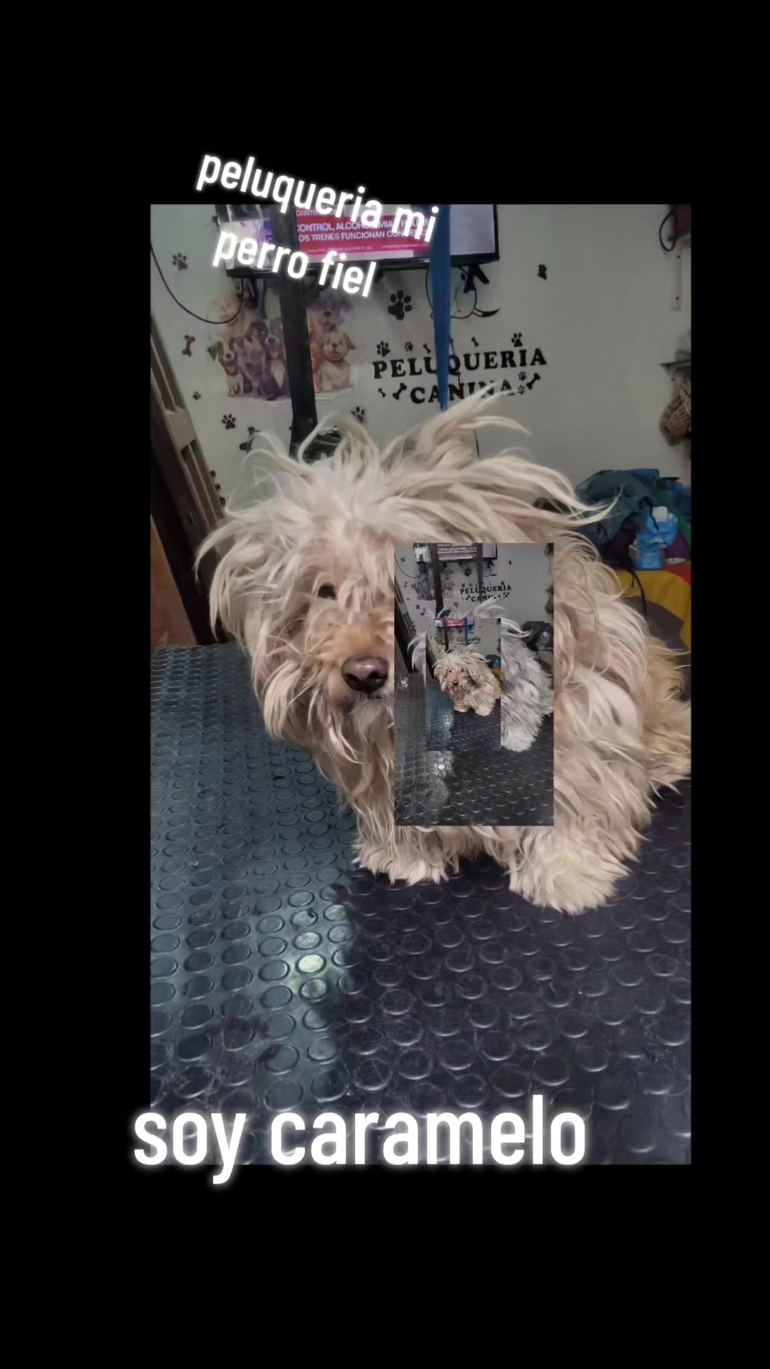 @mi perro fiel