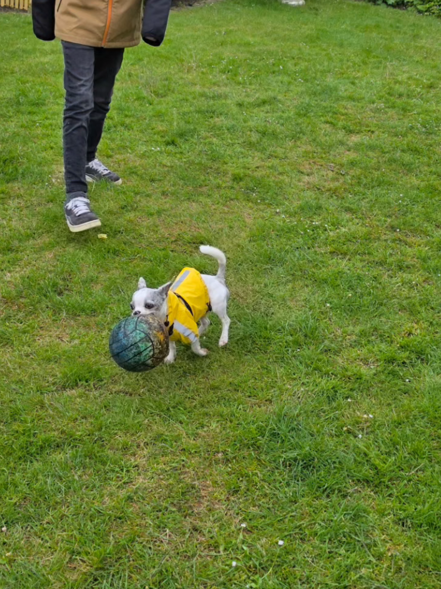 @Jerry_Coby_Chihuahua