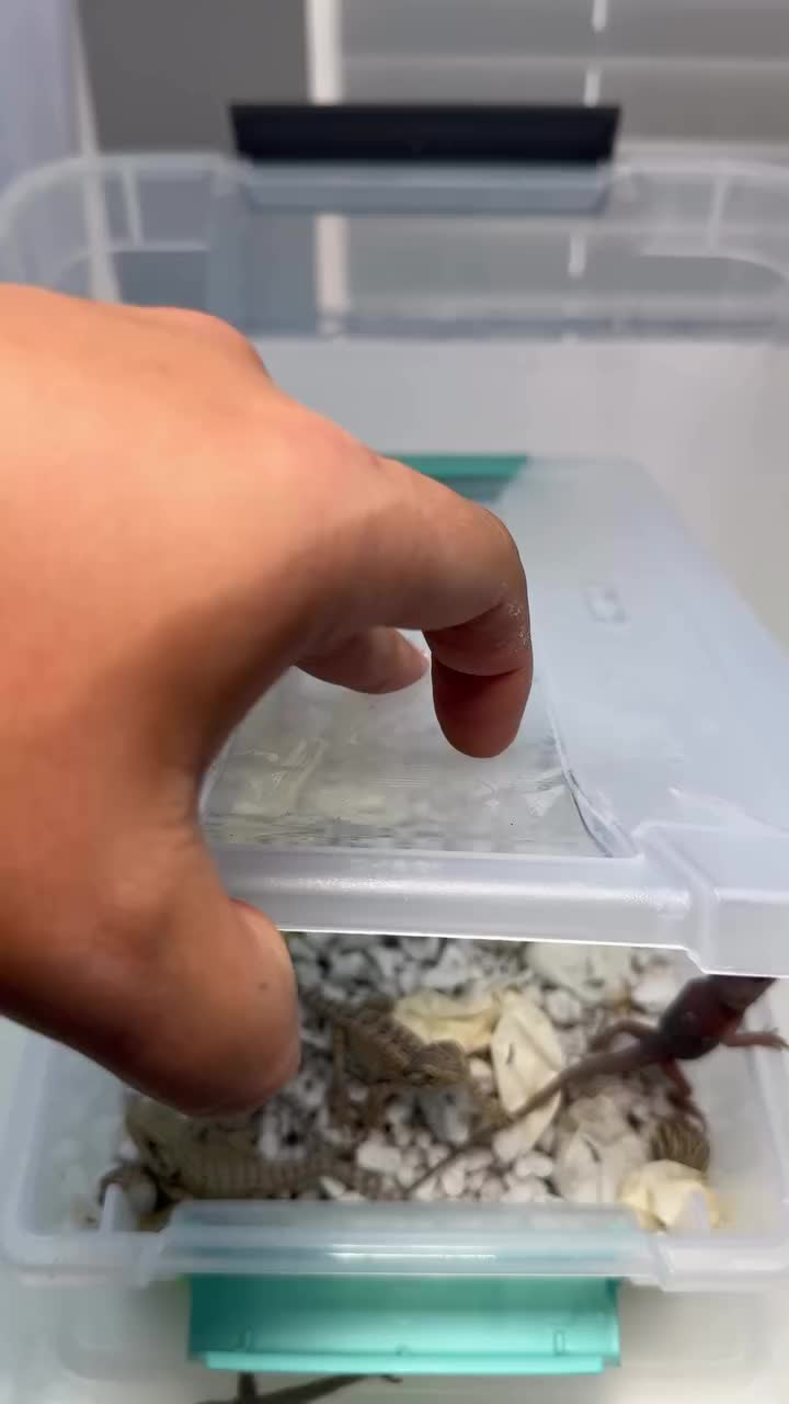 @Morph Reptiles