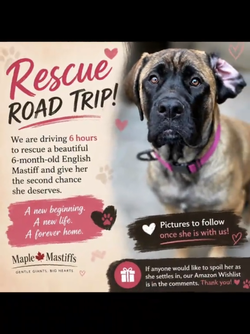 @Maple Mastiffs