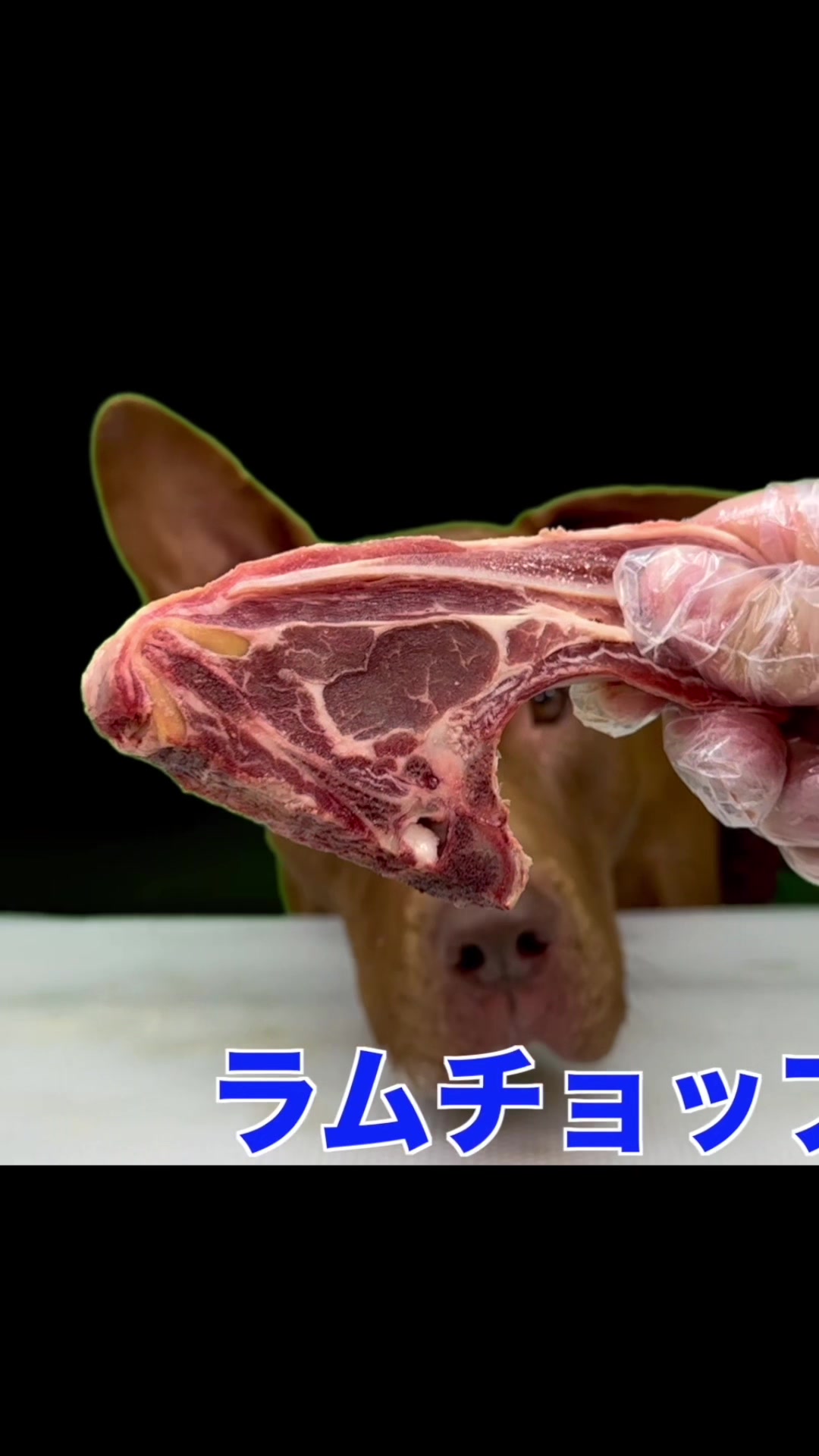 @バウンス　チャンネル