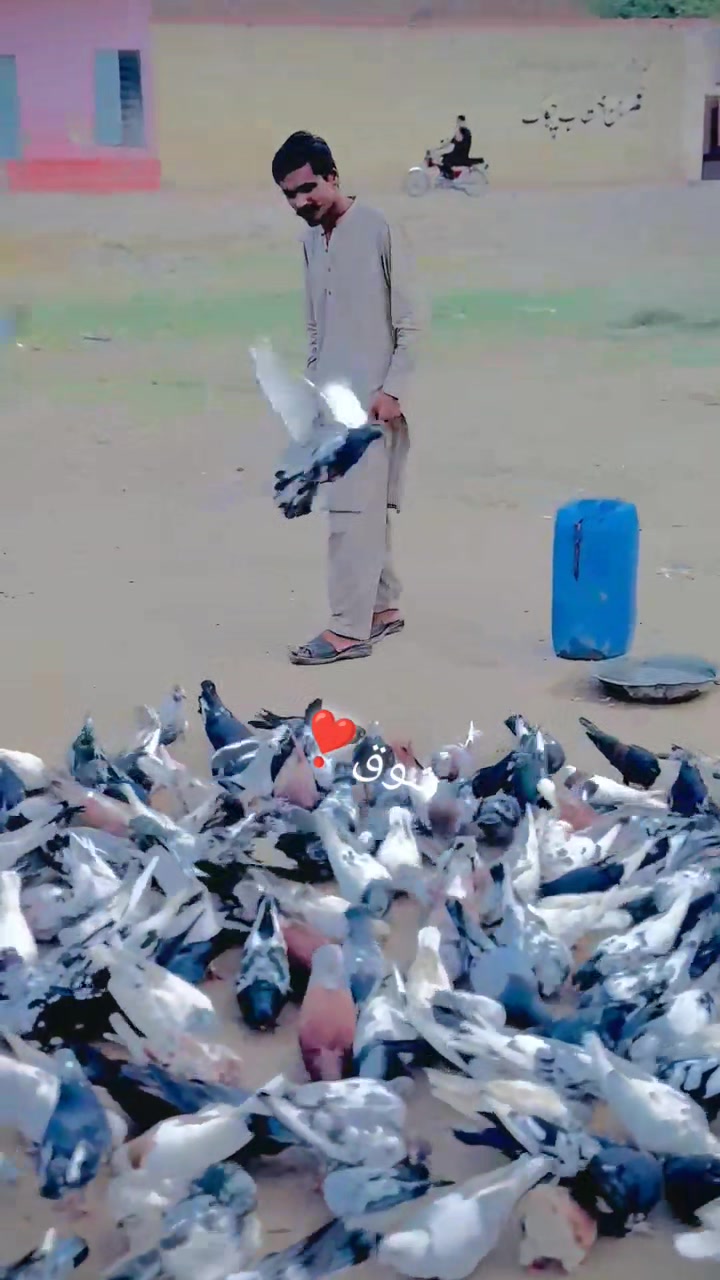 @عدیل رحمن لیہ وال کبوتر باز