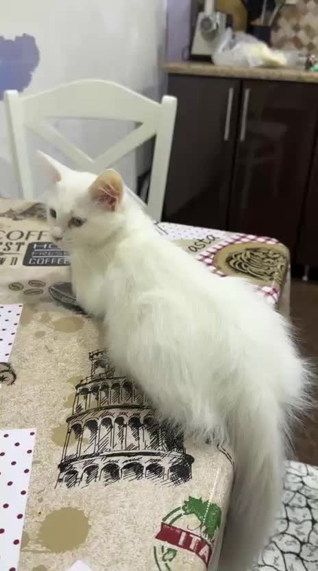 @Eli Ebelfezli