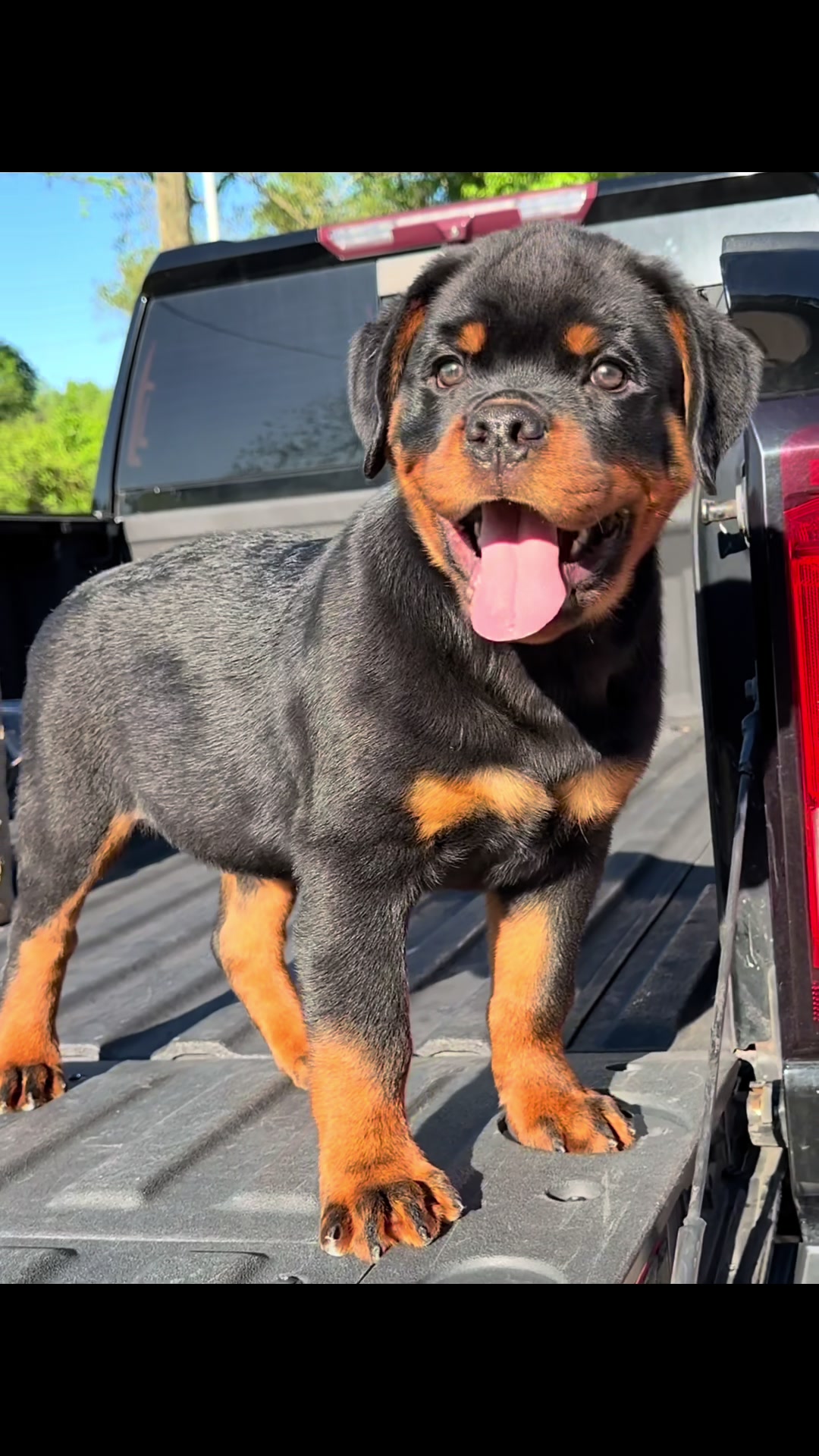 @King Vasko Rottweilers
