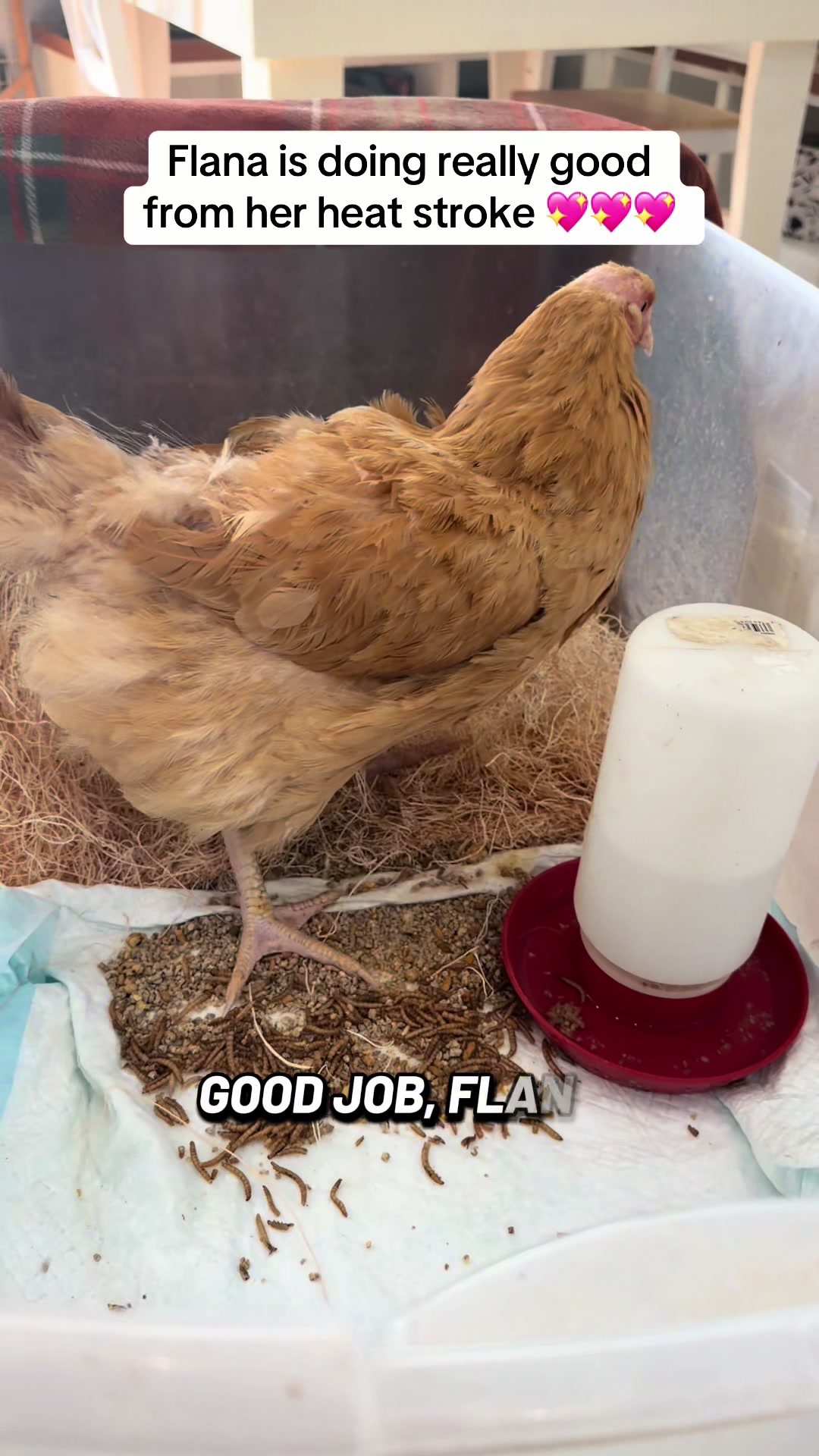 @NonniesFunnyFarm
