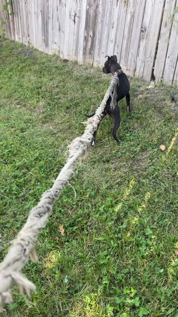 @themreal_hounds