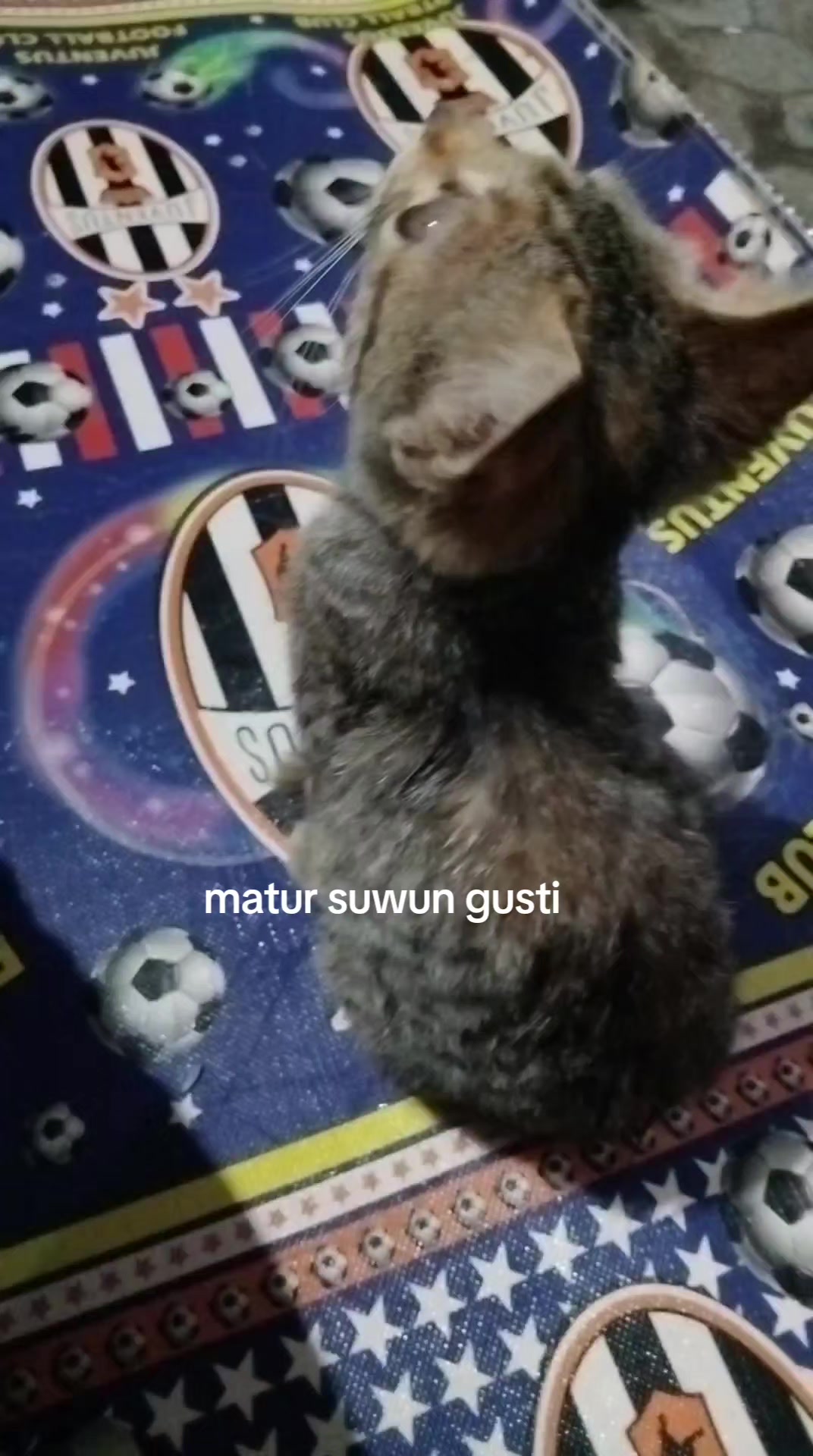 @wociaueva