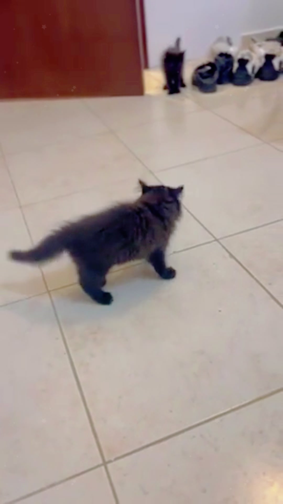 @happy.pet.life02