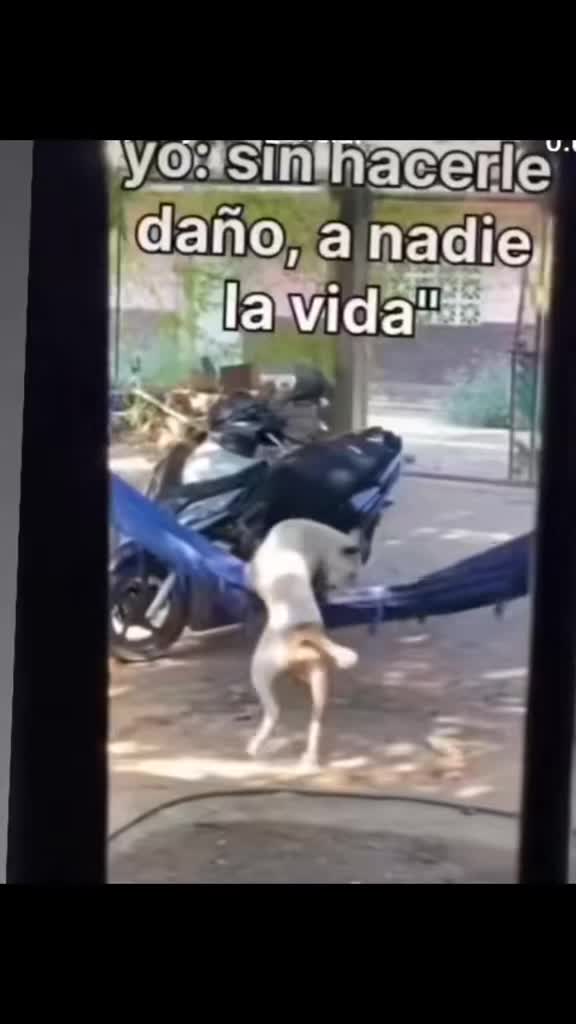 @el panda solitario