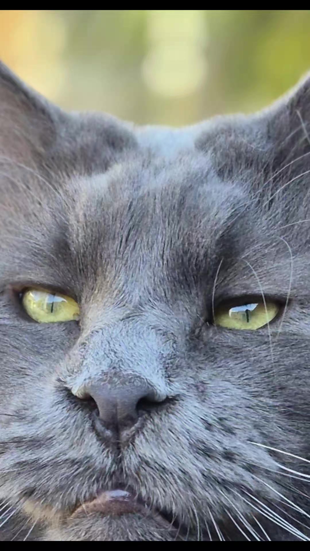 @Ragnar the Maine Coon 🐈