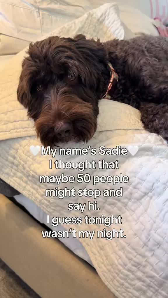 @Sadie the Doodle