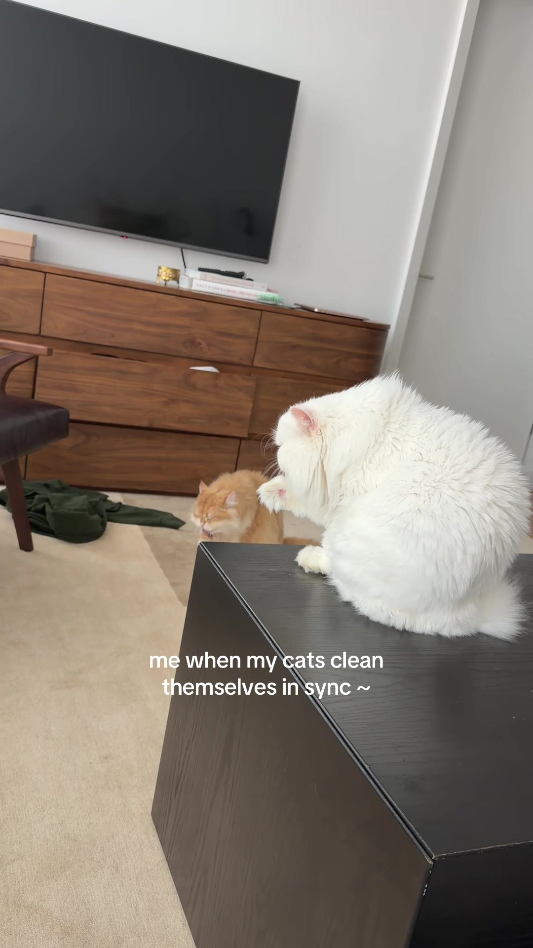 @Cleo the City Kitty