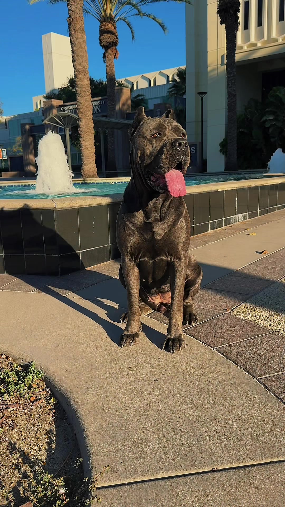 @noblepridecanecorso