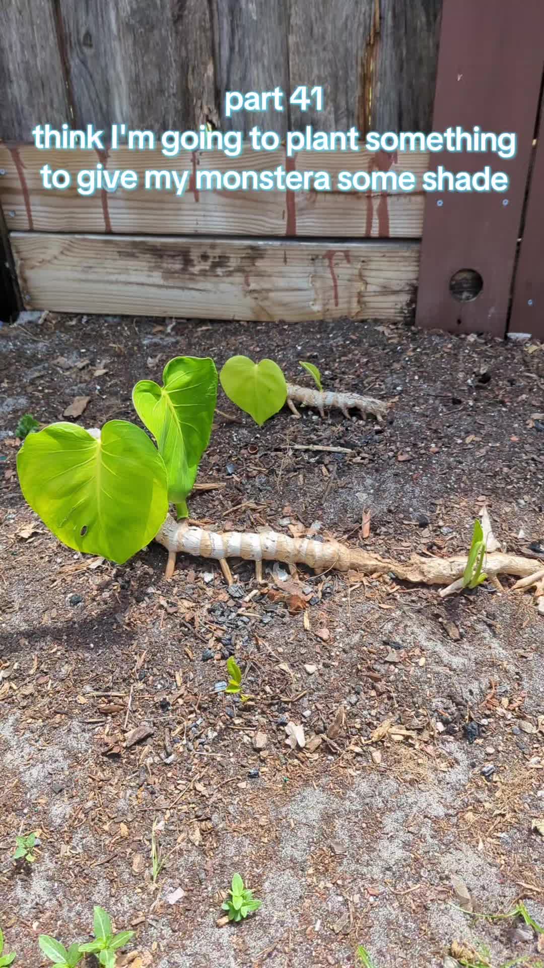 @Monstera Man