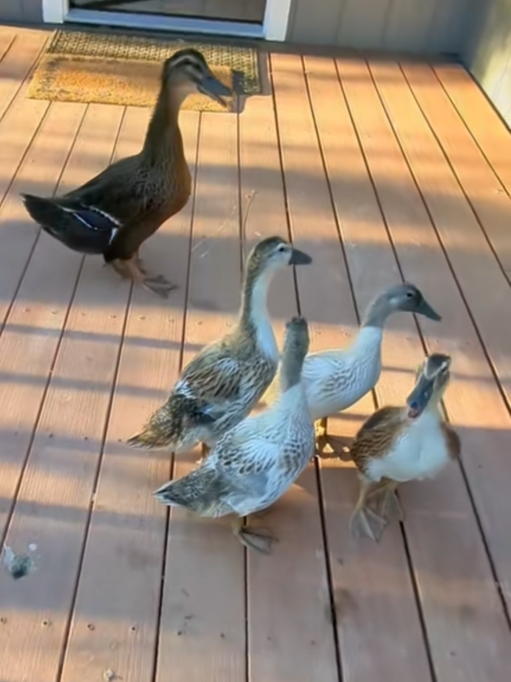 @Mother Duckers Homestead