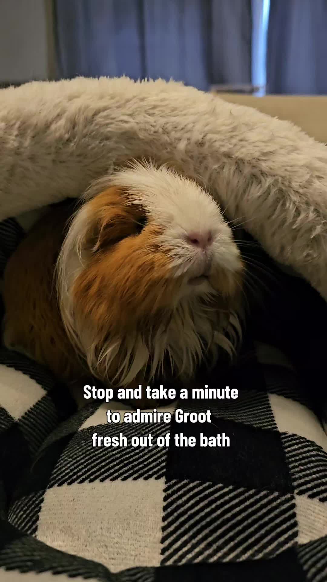 @♡GuineaPiggy♡