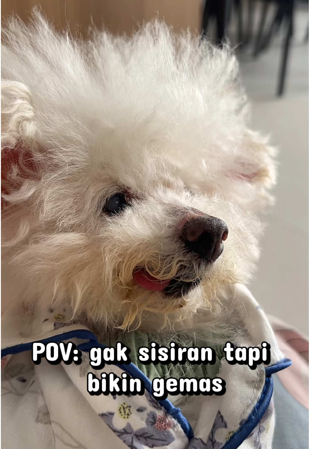 @Jiro and the poodle gang
