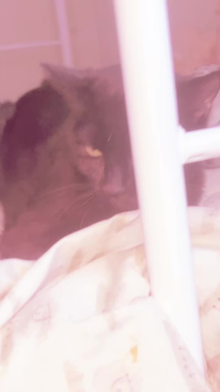 @me and my other cats。