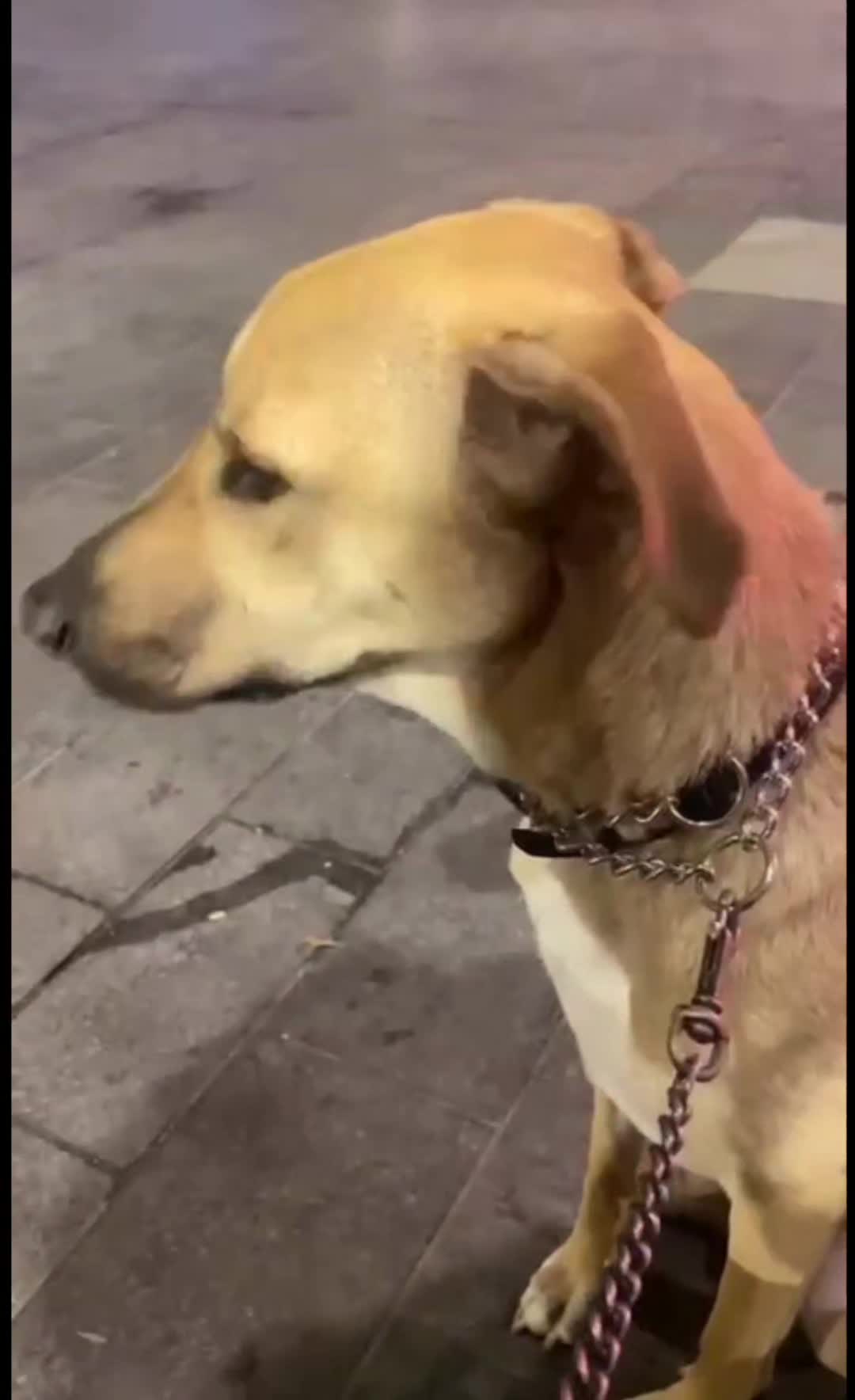 @מידן כחלון מנהיג הלהקה