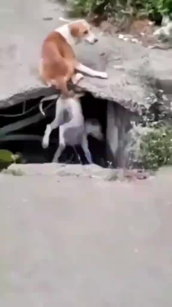 @😂Funny clips 1725😂