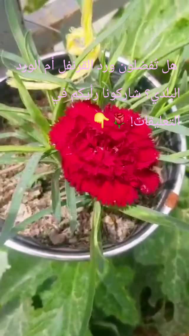 @جنتى