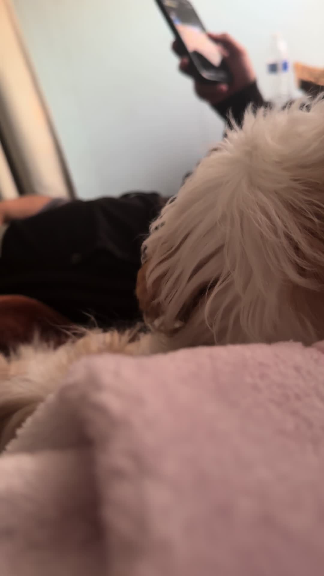 @Crisp&iacute;n_y_mia_shihtzu_puppies.