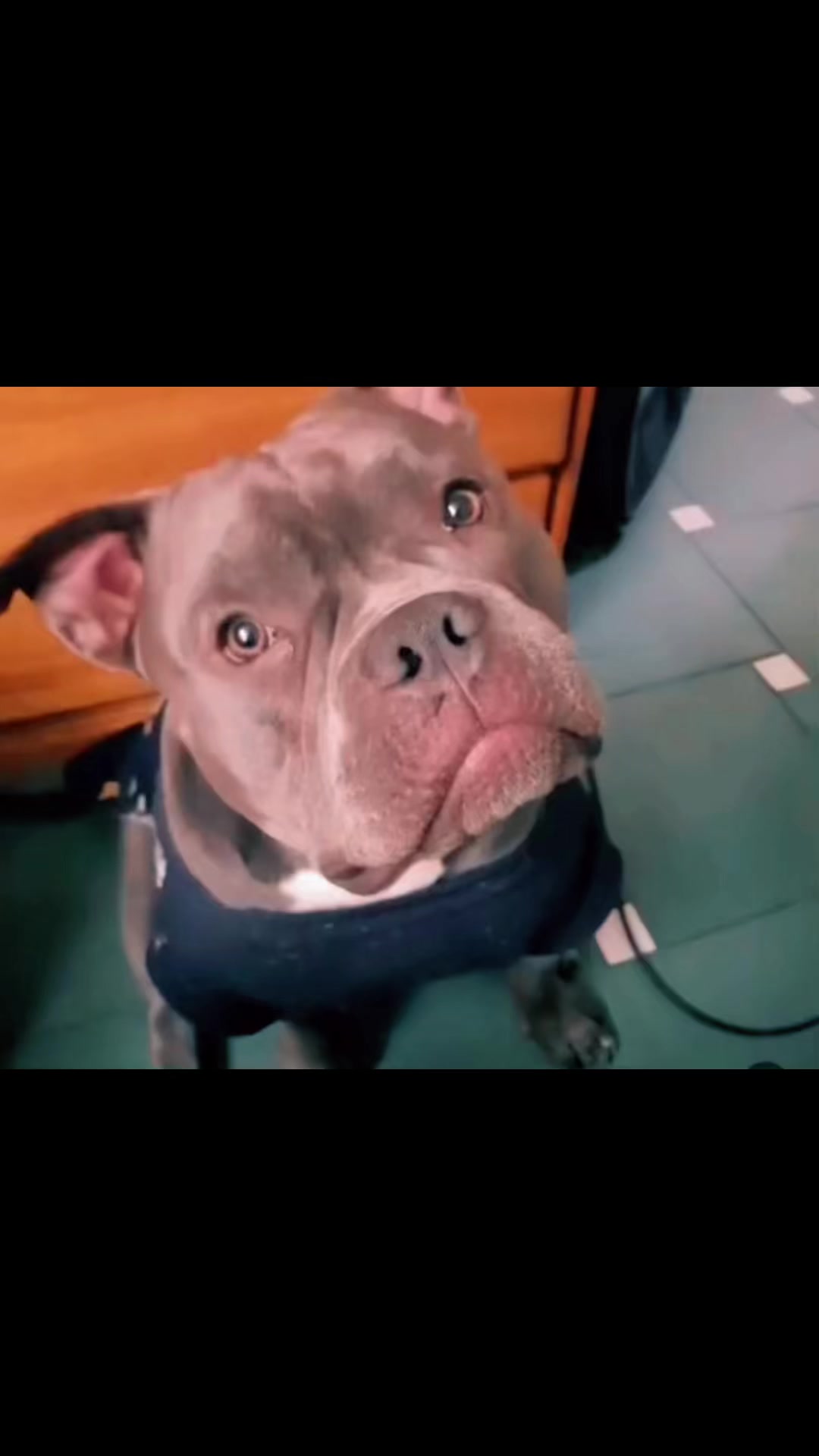 @Sadiytolo 🐶❤️