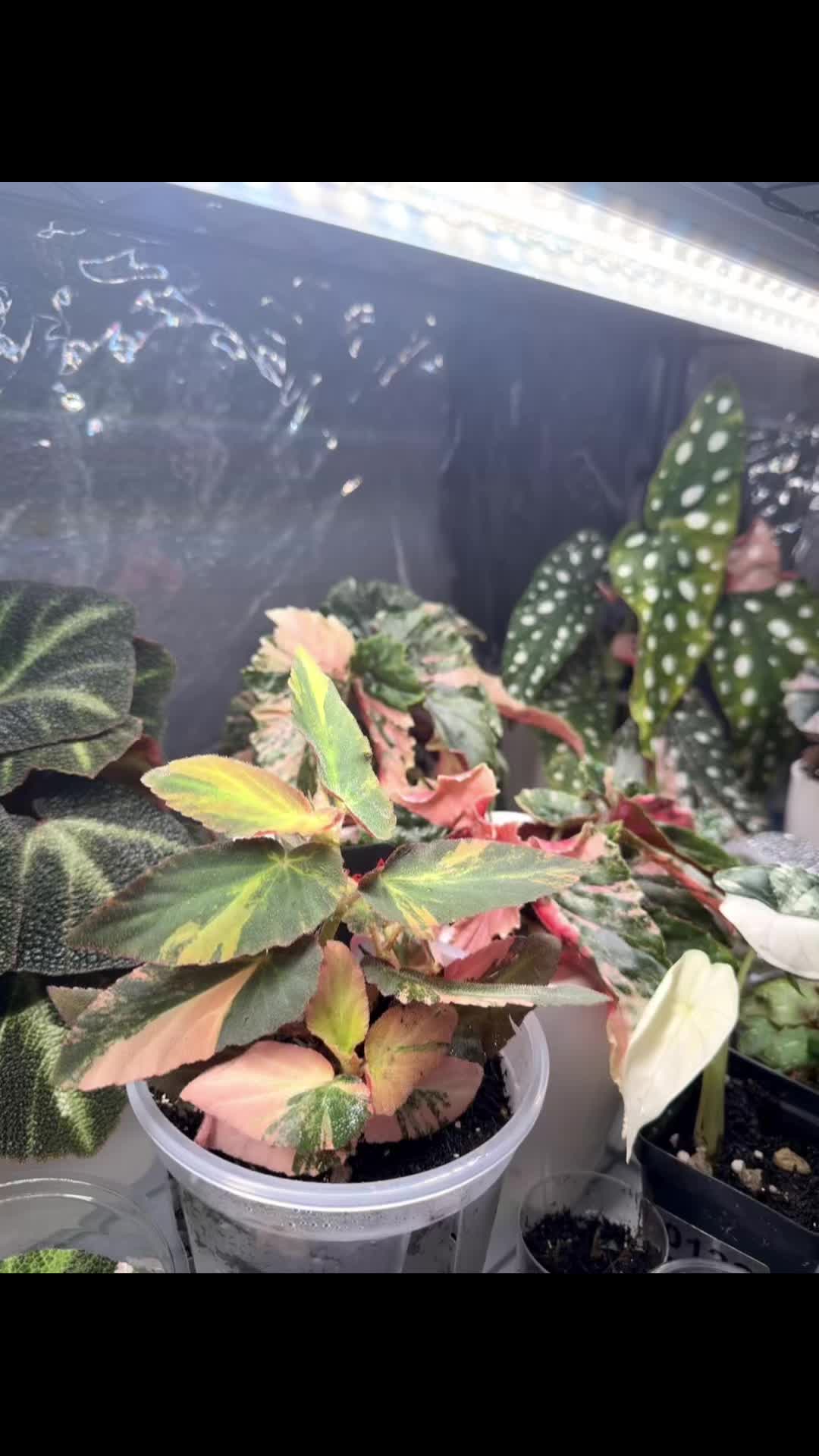 @Moon Root Magic Plant House