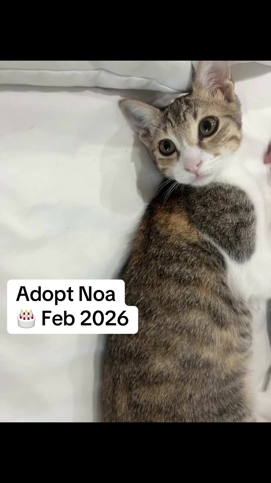 @Cats of BGC