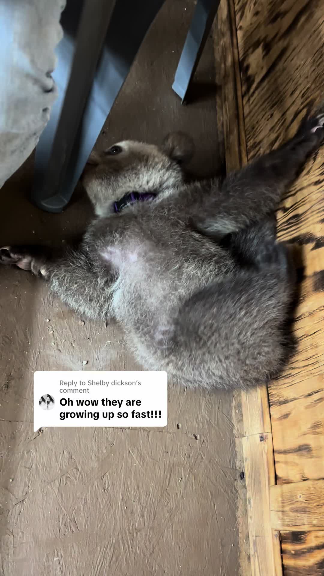 @Texas Wildlife Park