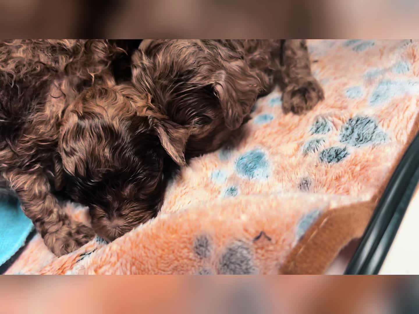 @MKPoodles