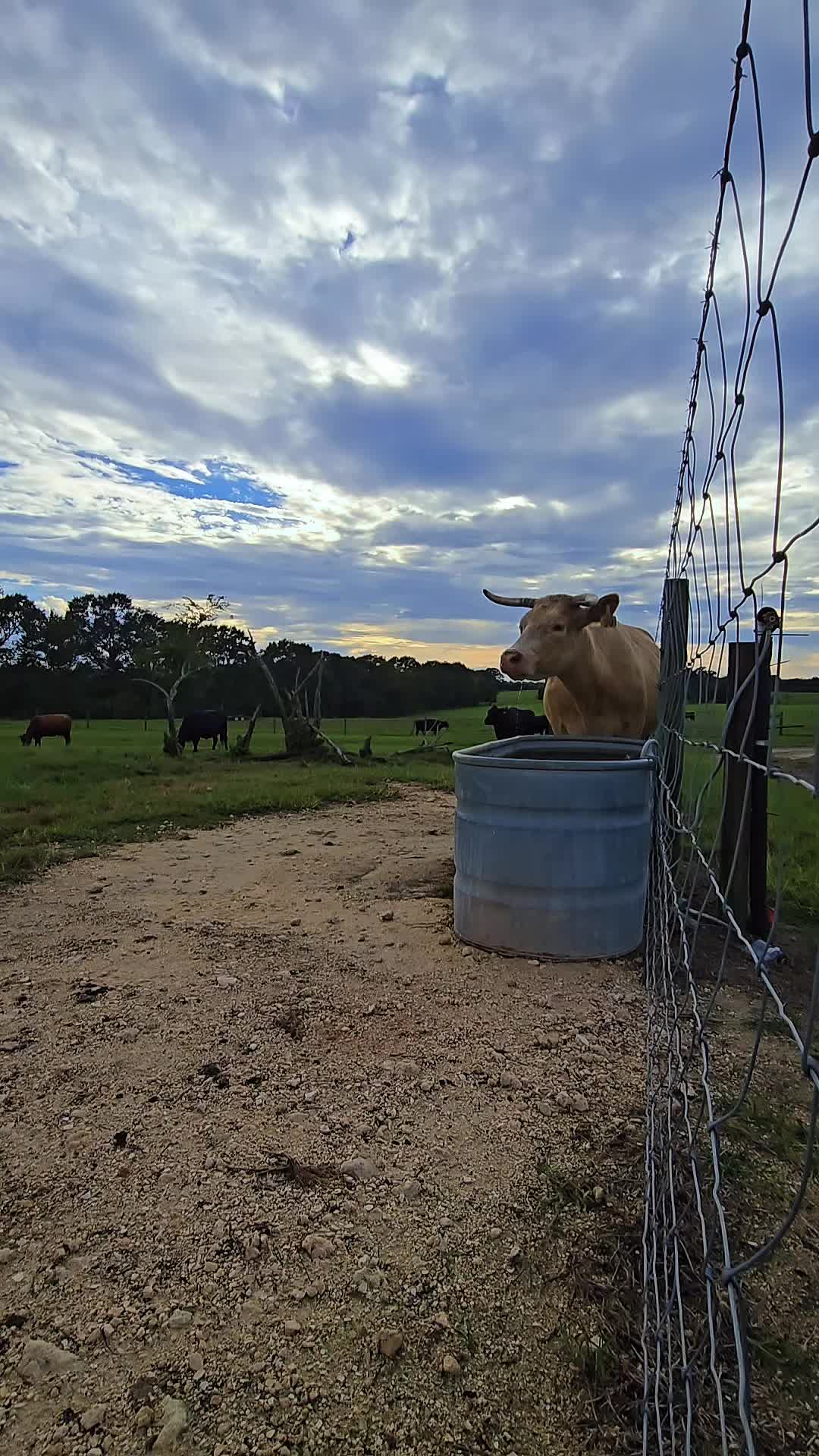 @M.I. CATTLE CO.