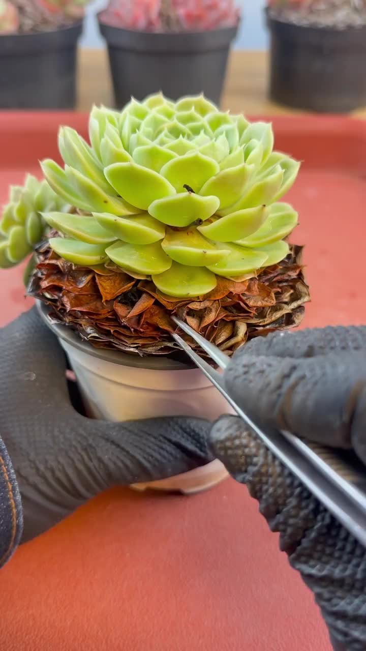 @LushSuccs