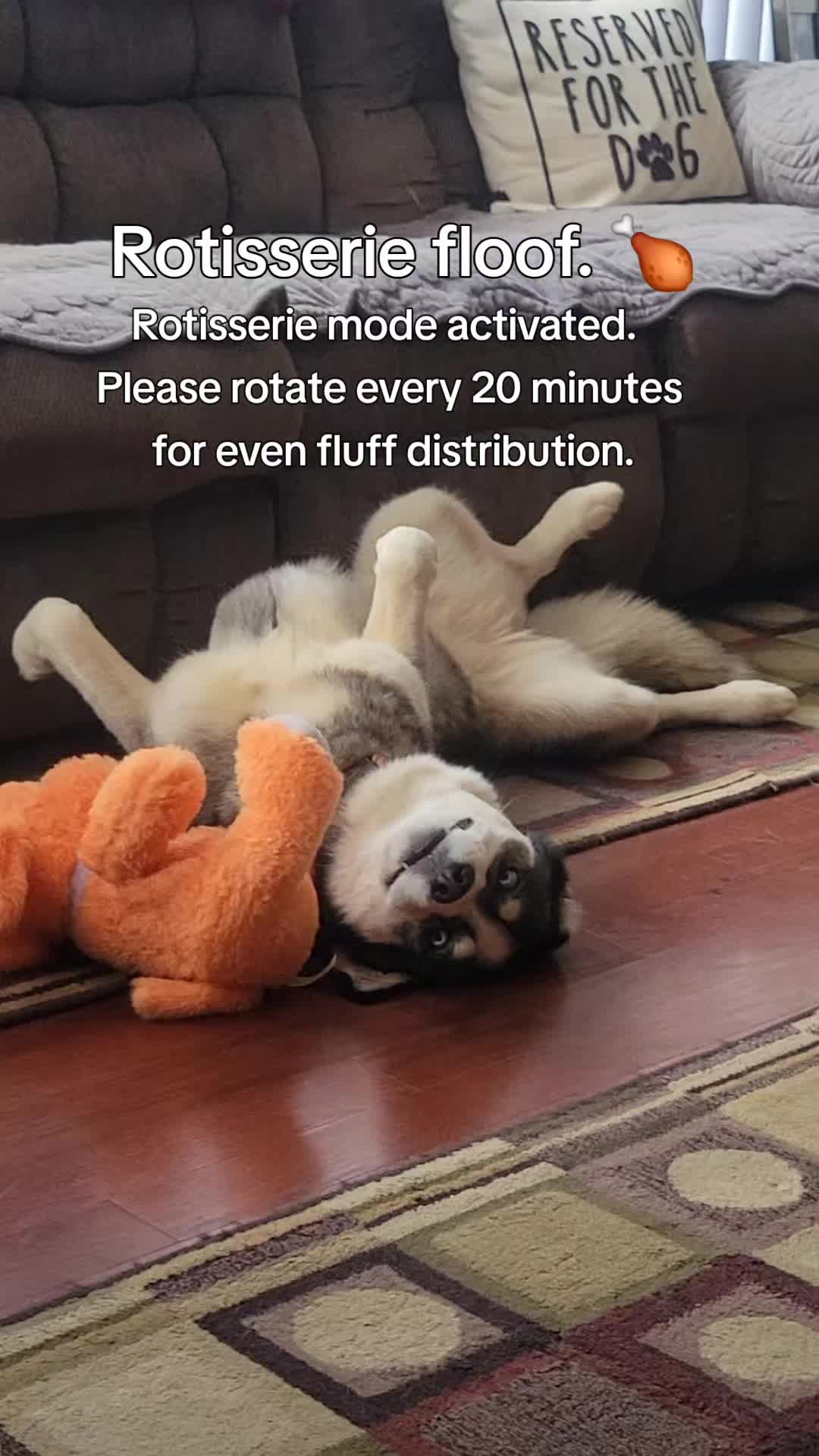 @the Hussey Husky ❌️